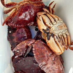 Octopus Islands Provincial Park - Caught some red rock crab near by