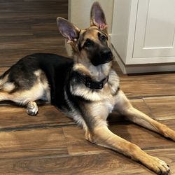 Diamond Oaks Ranch - Handsome Benson