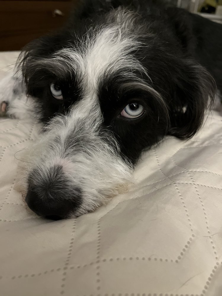 CHOCOWINITY PET RESORT & DAY CAMP Updated August 2024 89 Maple Ct