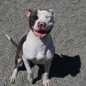 Azaya Ranch Sanctuary - Ambo - Animal Shelters Near Me Azaya Ranch Sanctuary - Ambo - Animal Shelters Near Me