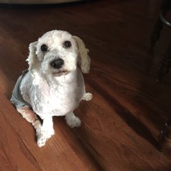 Atlanta Walks and Wags - Yes it's Skippy the poodle!