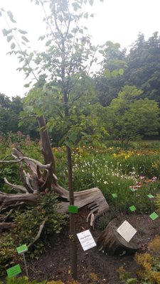 Botanical Garden of the University of Wrocław by null