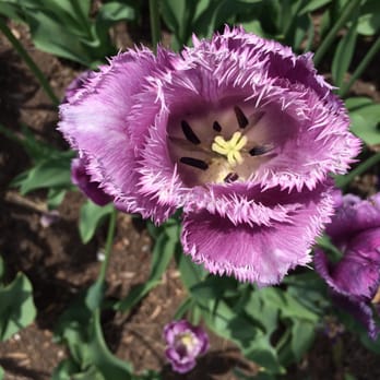 Brooklyn Botanic Garden - Tulip gardens - Botanical Gardens Near Me - Brooklyn, New York Brooklyn Botanic Garden - Tulip gardens - Botanical Gardens Near Me - Brooklyn, New York