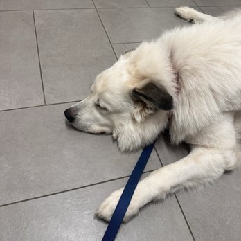 VEG ER for Pets - Emergency Pet Hospital Near Me - Chantilly, Virginia