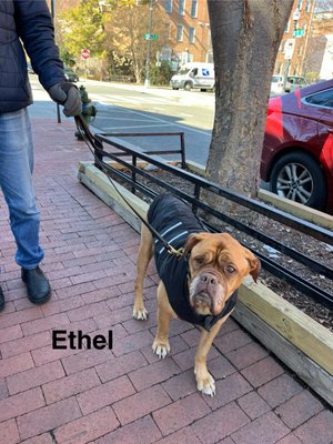 Dupont Veterinary Clinic