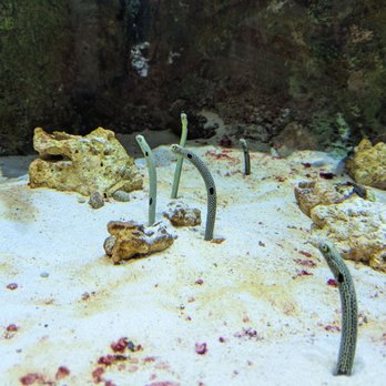 Shedd Aquarium - Garden eels - Aquariums Near Me - Chicago, Illinois Shedd Aquarium - Garden eels - Aquariums Near Me - Chicago, Illinois