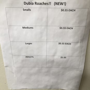 Painted Reptile - A few prices for different insects you can buy - Reptile Shops Near Me - Tarzana, California Painted Reptile - A few prices for different insects you can buy - Reptile Shops Near Me - Tarzana, California