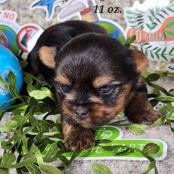 Valness Yorkies - Pet Breeders Near Me
