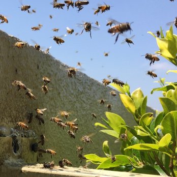 Hydrex Pest Control - A swarm of bees!! - Pest Control Near Me Hydrex Pest Control - A swarm of bees!! - Pest Control Near Me