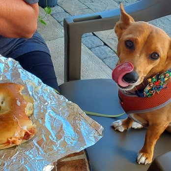 Lewis Farms - Breakfast Bagel, egg, bacon and cheese and Buddy waiting for his bite! - Specialty Food Near Me - Southington, Connecticut Lewis Farms - Breakfast Bagel, egg, bacon and cheese and Buddy waiting for his bite! - Specialty Food Near Me - Southington, Connecticut
