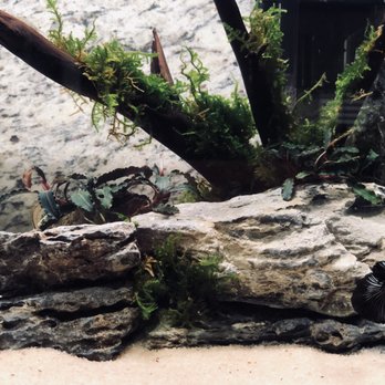 Pet Town - Bucephalandra Kedagang Bucephalandra Godzilla Christmas Moss Seiryu Stone Manzanita Wood - Pet Stores Near Me - Downey, California Pet Town - Bucephalandra Kedagang Bucephalandra Godzilla Christmas Moss Seiryu Stone Manzanita Wood - Pet Stores Near Me - Downey, California