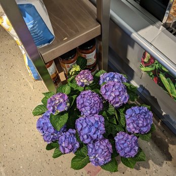 Loblaws - Pretty purple hydrangeas - Grocery Near Me - Richmond Hill, Ontario Loblaws - Pretty purple hydrangeas - Grocery Near Me - Richmond Hill, Ontario
