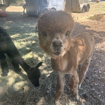 Loomis Alpacas - Destiny! - Attraction Farms Near Me - Loomis, California Loomis Alpacas - Destiny! - Attraction Farms Near Me - Loomis, California