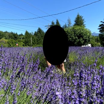 Snofalls Lavender - lavender photo field - Farms Near Me - Fall City, Washington