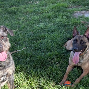 Spicy Pup Dog Training - Pet Training Near Me Spicy Pup Dog Training - Pet Training Near Me