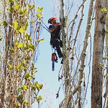 Provo Tree Experts - The best climber in utah working his way up the tree - Tree Services Near Me Provo Tree Experts - The best climber in utah working his way up the tree - Tree Services Near Me
