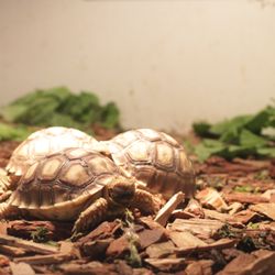 La Selva Pet Shop