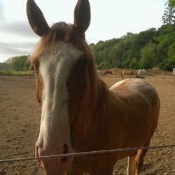 Cougar Mountain Stables - Chief