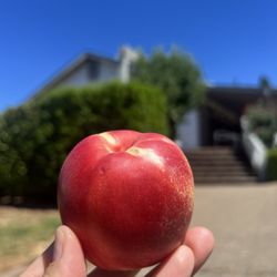 Nectarine