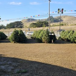 Silver Bells Christmas Trees - Lots of variety