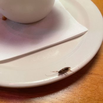 Texas Roadhouse - Cockroach on plate. - American Near Me - Memphis, Tennessee