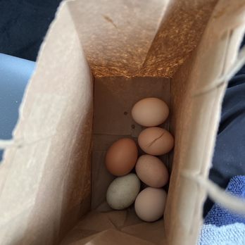 Family Farm - Very fresh eggs - Fruits & Veggies Near Me - Davie, Florida Family Farm - Very fresh eggs - Fruits & Veggies Near Me - Davie, Florida
