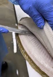 Congressional Seafood - Wholesale Seafood Supplier by null