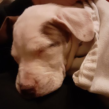 Care Animal Hospital - Remi's other Favorite spot.....asleep in My lap. - Veterinarians Near Me - Tulsa, Oklahoma