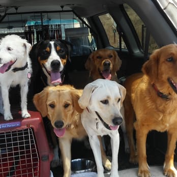 Woodall Walks - My happy pups. - Dog Walkers Near Me Woodall Walks - My happy pups. - Dog Walkers Near Me