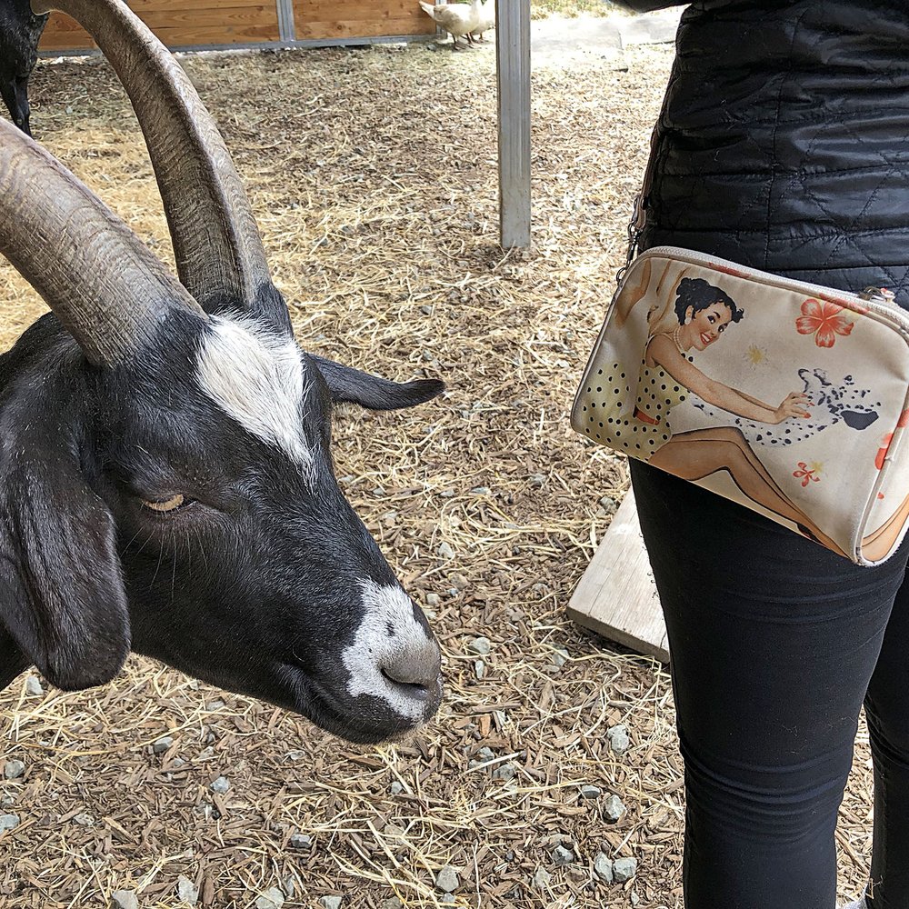 Rancho Compasion - Rancho Compasion - goat fancy - Animal Shelters Near Me - Nicasio, California Rancho Compasion - Rancho Compasion - goat fancy - Animal Shelters Near Me - Nicasio, California