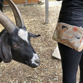 Rancho Compasion - Rancho Compasion - goat fancy - Animal Shelters Near Me - Nicasio, California Rancho Compasion - Rancho Compasion - goat fancy - Animal Shelters Near Me - Nicasio, California