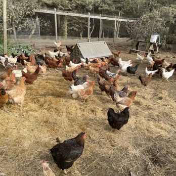 Mar Vista Farm + Cottages - Bed & Breakfast Near Me - Gualala, California Mar Vista Farm + Cottages - Bed & Breakfast Near Me - Gualala, California