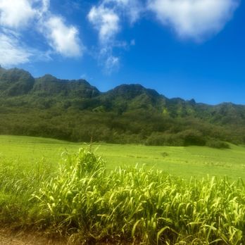 Kipu Ranch Adventures - Jurassic park film spot - Tours Near Me - Lihue, Hawaii Kipu Ranch Adventures - Jurassic park film spot - Tours Near Me - Lihue, Hawaii