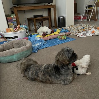 Paws R Us - Rascal looking like a duck :) - Pet Groomers Near Me - Henderson, Nevada