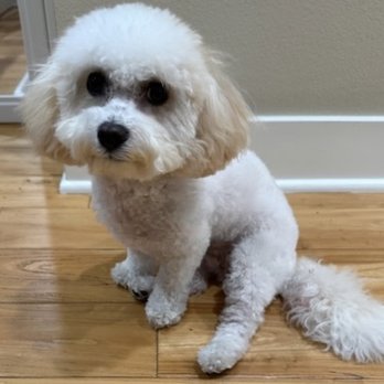 Urbanvet - Gapi - Veterinarians Near Me - Newport Beach, California Urbanvet - Gapi - Veterinarians Near Me - Newport Beach, California