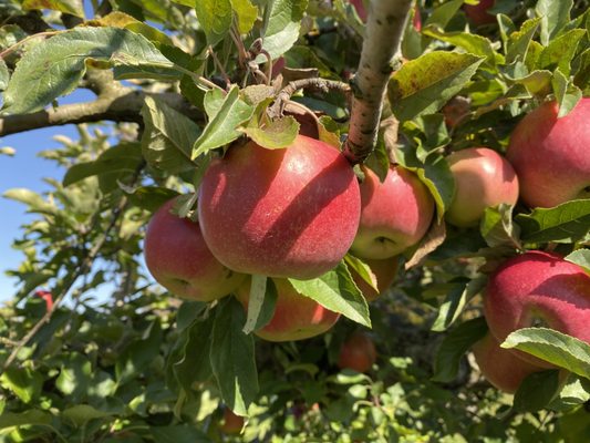 Riverview Orchards by null