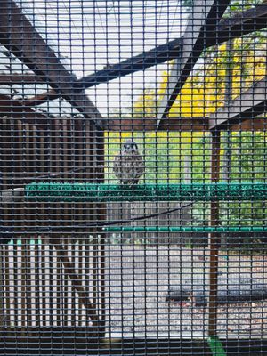 Cascades Raptor Center by null