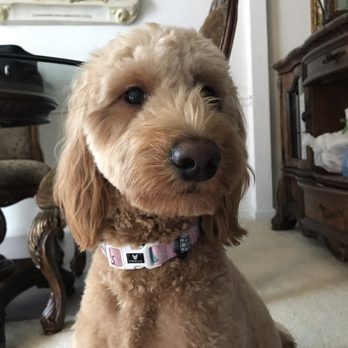 Preppie Pooch - my doodle - Pet Groomers Near Me - Virginia Beach, Virginia