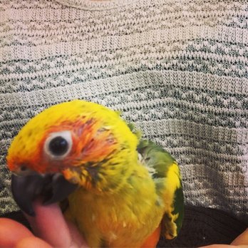 Tropic Zone - My baby Sun Conure I am awaiting to take home! - Pet Groomers Near Me - Phoenix, Arizona