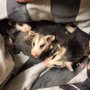 Photo of Brians Animal Trapping and Rescue