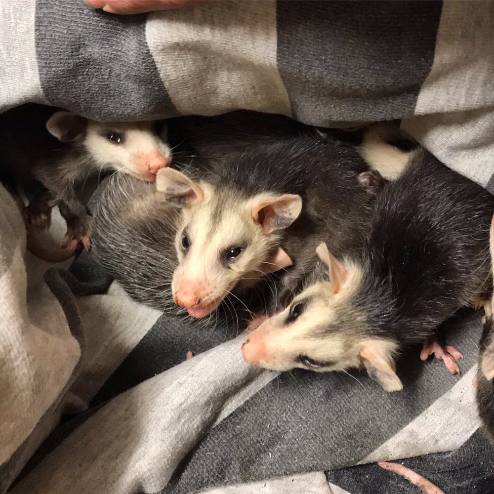 BRIANS ANIMAL TRAPPING AND RESCUE San Clemente, CA Yelp