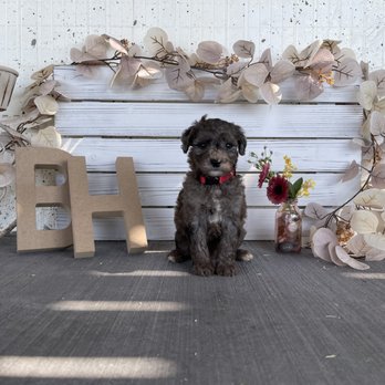 Breezy Hollow Puppies - Pet Breeders Near Me Breezy Hollow Puppies - Pet Breeders Near Me