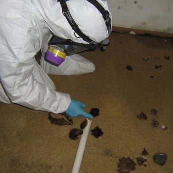 Environix - Though uncommon, if enough water is present, mold growth can occur on carpet. - Damage Restoration Near Me - Lynnwood, Washington Environix - Though uncommon, if enough water is present, mold growth can occur on carpet. - Damage Restoration Near Me - Lynnwood, Washington