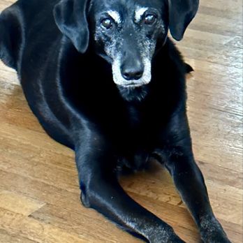 Paws Into Grace - Kona - Pet Hospice Near Me Paws Into Grace - Kona - Pet Hospice Near Me