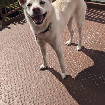 Camp Bow Wow - Pet Boarding Near Me - San Ramon, California