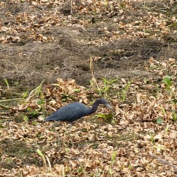 Myakka River State Park - Little blue heron - Parks Near Me - Sarasota, Florida Myakka River State Park - Little blue heron - Parks Near Me - Sarasota, Florida