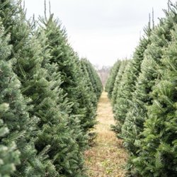 Beloin Tree Farm - Trees