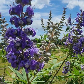 Kai-Simone Winery - Wineries Near Me - Spring Branch, Texas