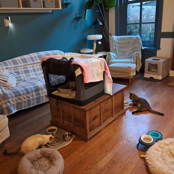 Brooklyn Cat Cafe - Cats - Pet Adoption Near Me - Brooklyn, New York Brooklyn Cat Cafe - Cats - Pet Adoption Near Me - Brooklyn, New York