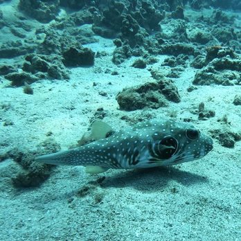 Extended Horizons Scuba - Stripebelly Puffer off Airport Beach - Diving Near Me - Lahaina, Hawaii